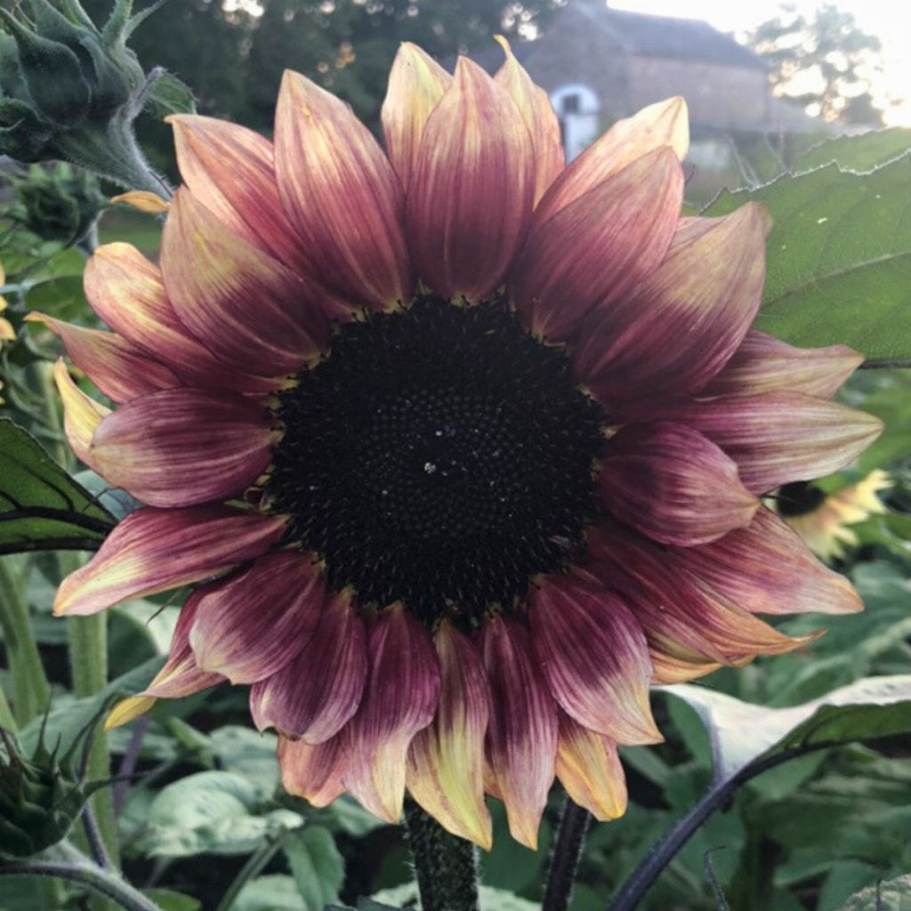 Graines de Tournesol Pro-Cut F1 Plum - Helianthus annuus