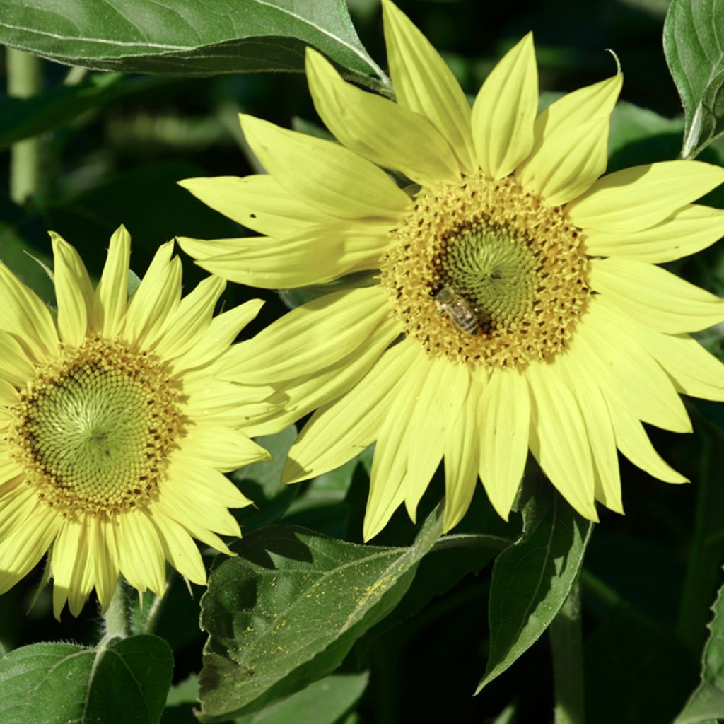 Graines de Tournesol nain Paquito Limon - Helianthus annuus