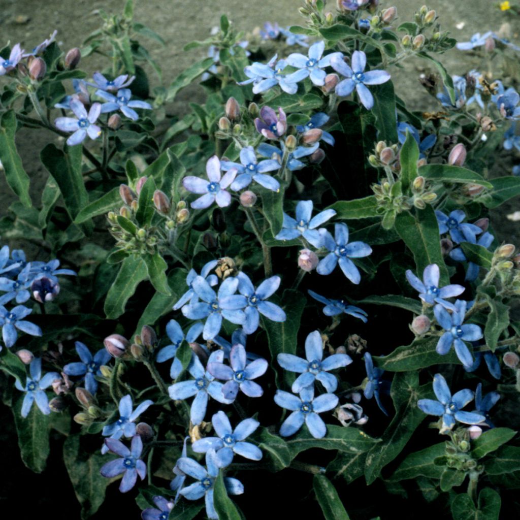 Graines de Tweedia (Oxypetalum) Heavenly Blue - Etoile du sud