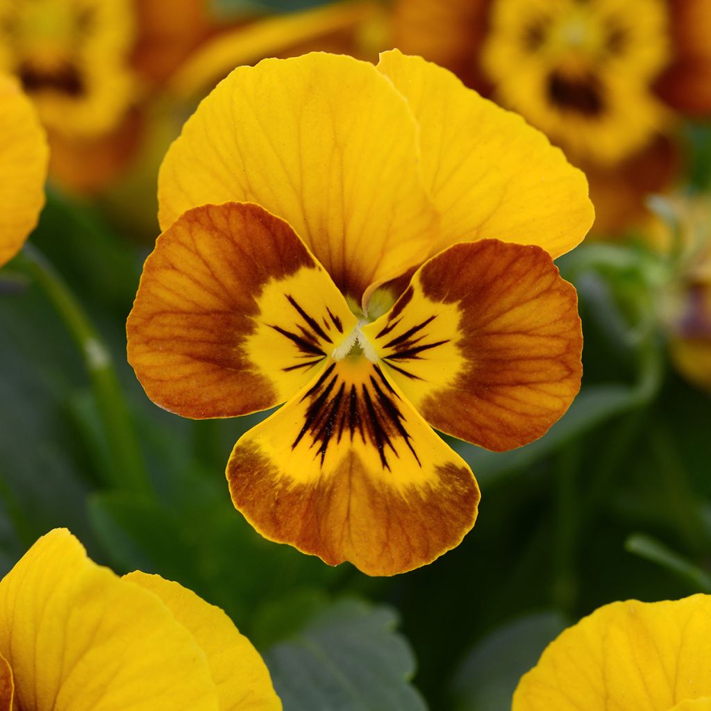 Graines de Viola cornuta Sorbet Honeybee