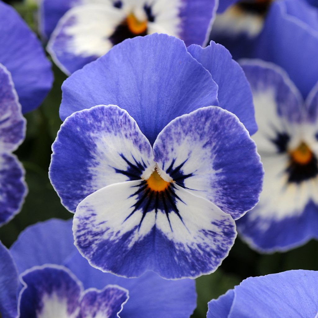 Graines de Viola cornuta Sorbet XP Delft Blue