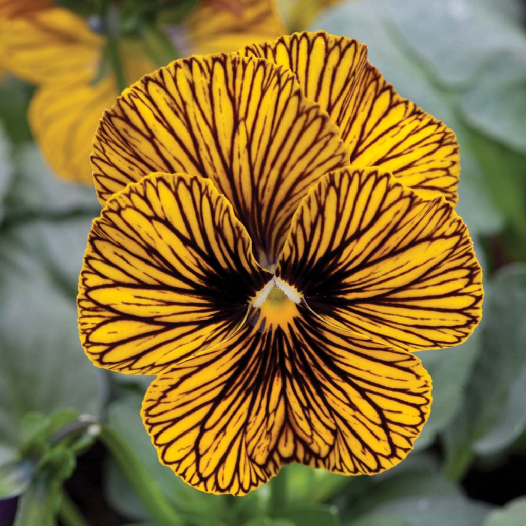 Graines de Viola cornuta Tiger Eye Yellow