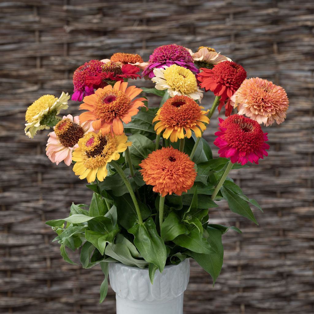 Graines de Zinnia à fleur de scabieuse Crestar! Mix