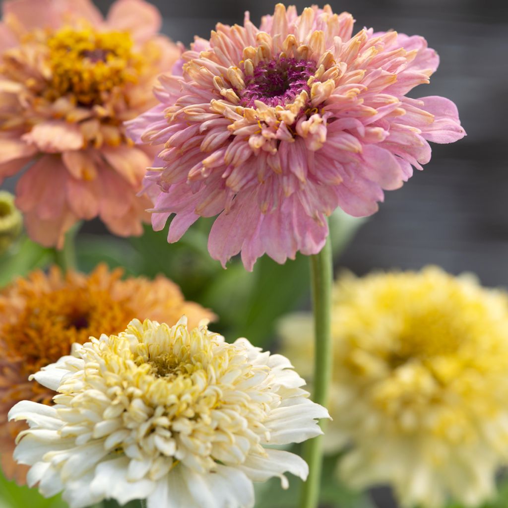 Graines de Zinnia elegans Cresto! Peaches and Cream