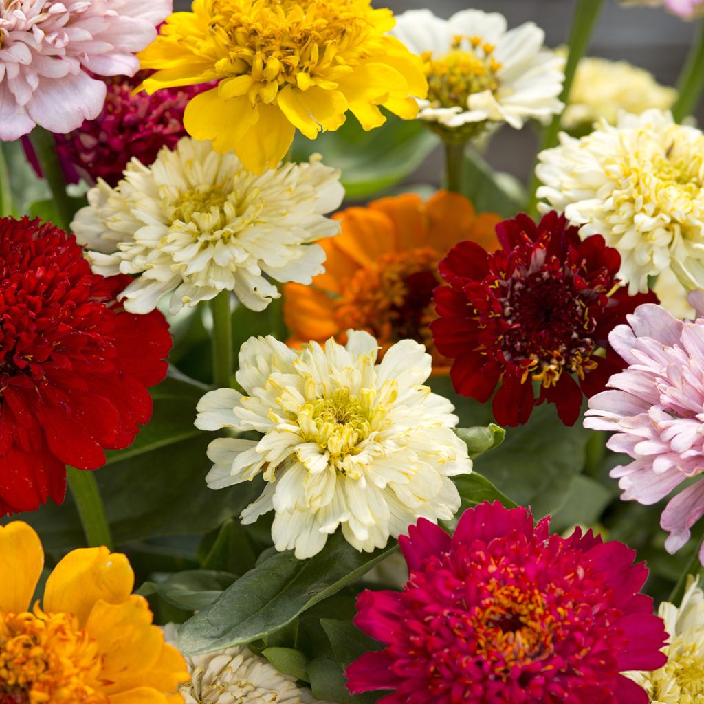 Graines de Zinnia elegans Cresto! Citrus Mixture