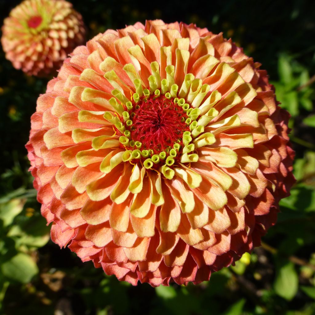 Graines de Zinnia elegans Queen Lime Bicolors Mix
