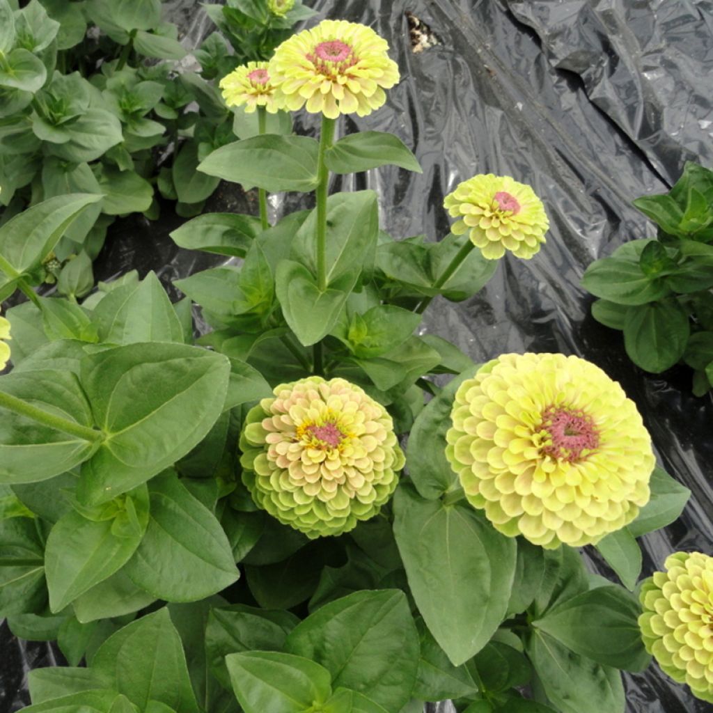 Graines de Zinnia elegans Queen Lime with Blotch