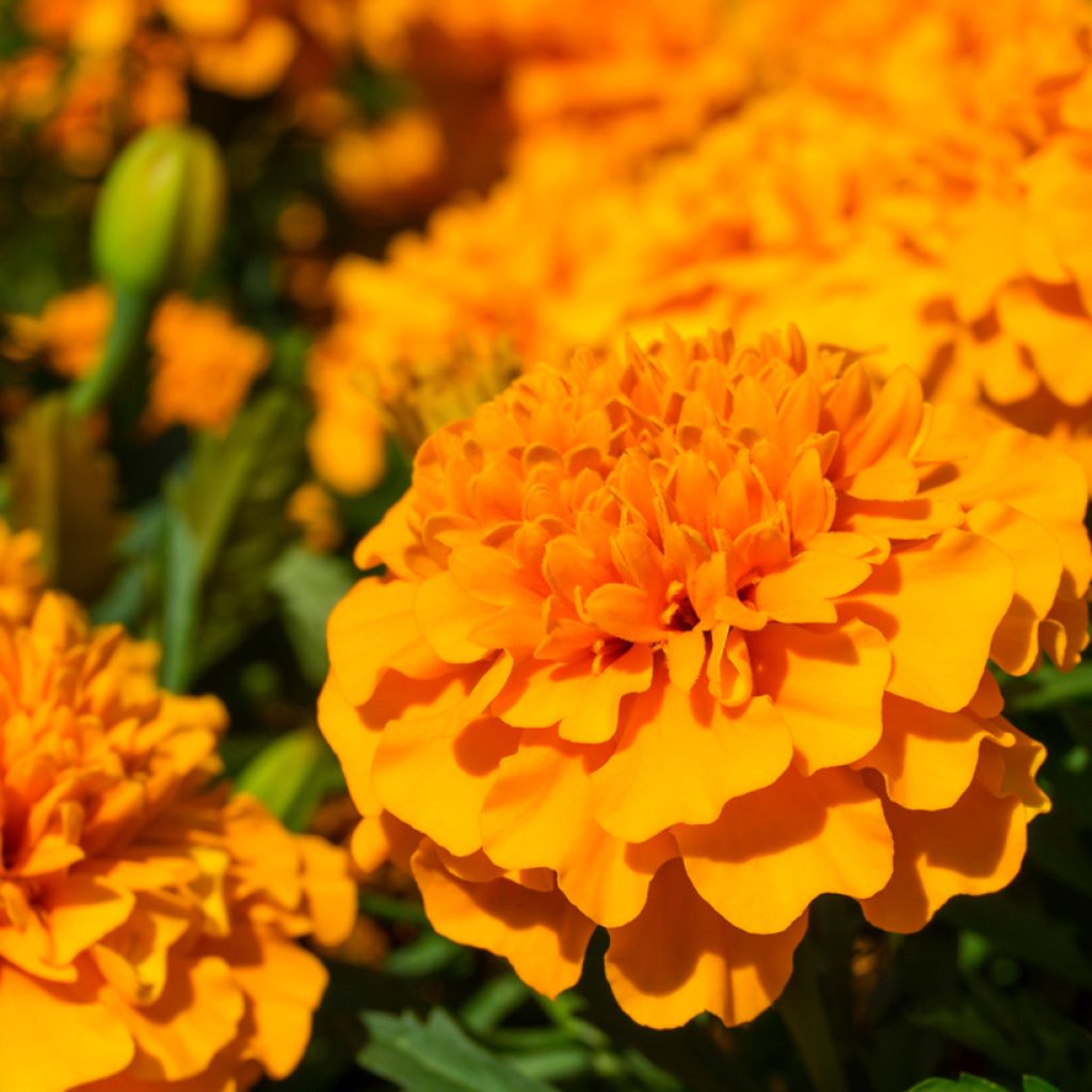 Graines de Œillet d'Inde nain Petite orange - Tagetes patula