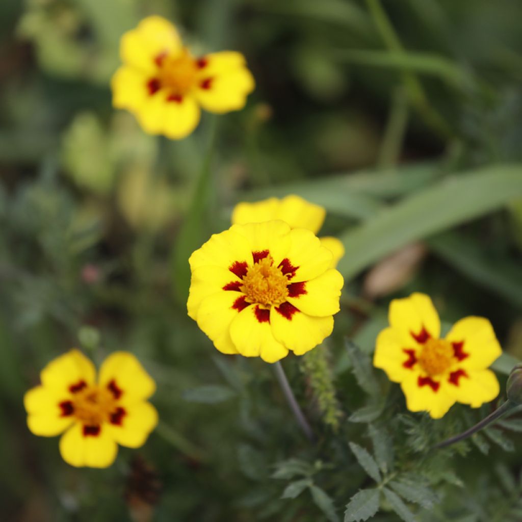 Graines d'Œillet d'Inde nain simple Légion d'Honneur - Tagetes patula