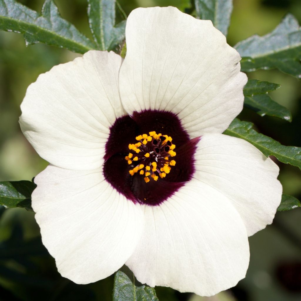 Graines d'Hibiscus trionum