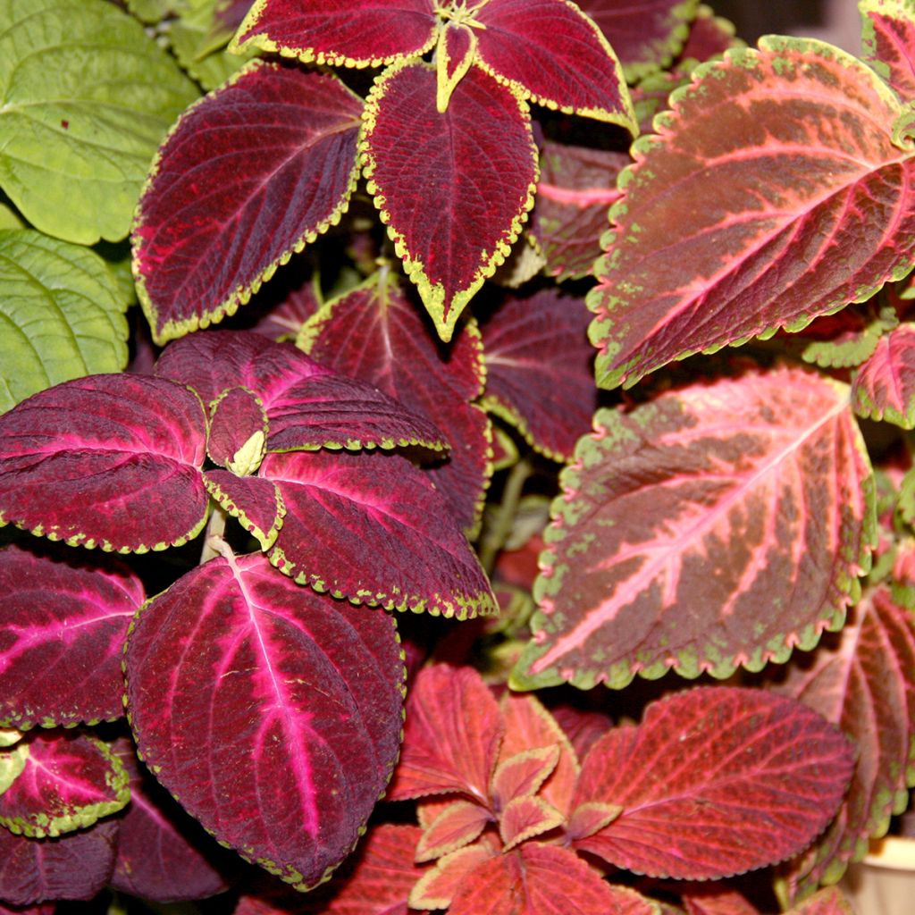 Graines de Coléus Kong en mélange - Solenostemon scutellaroides