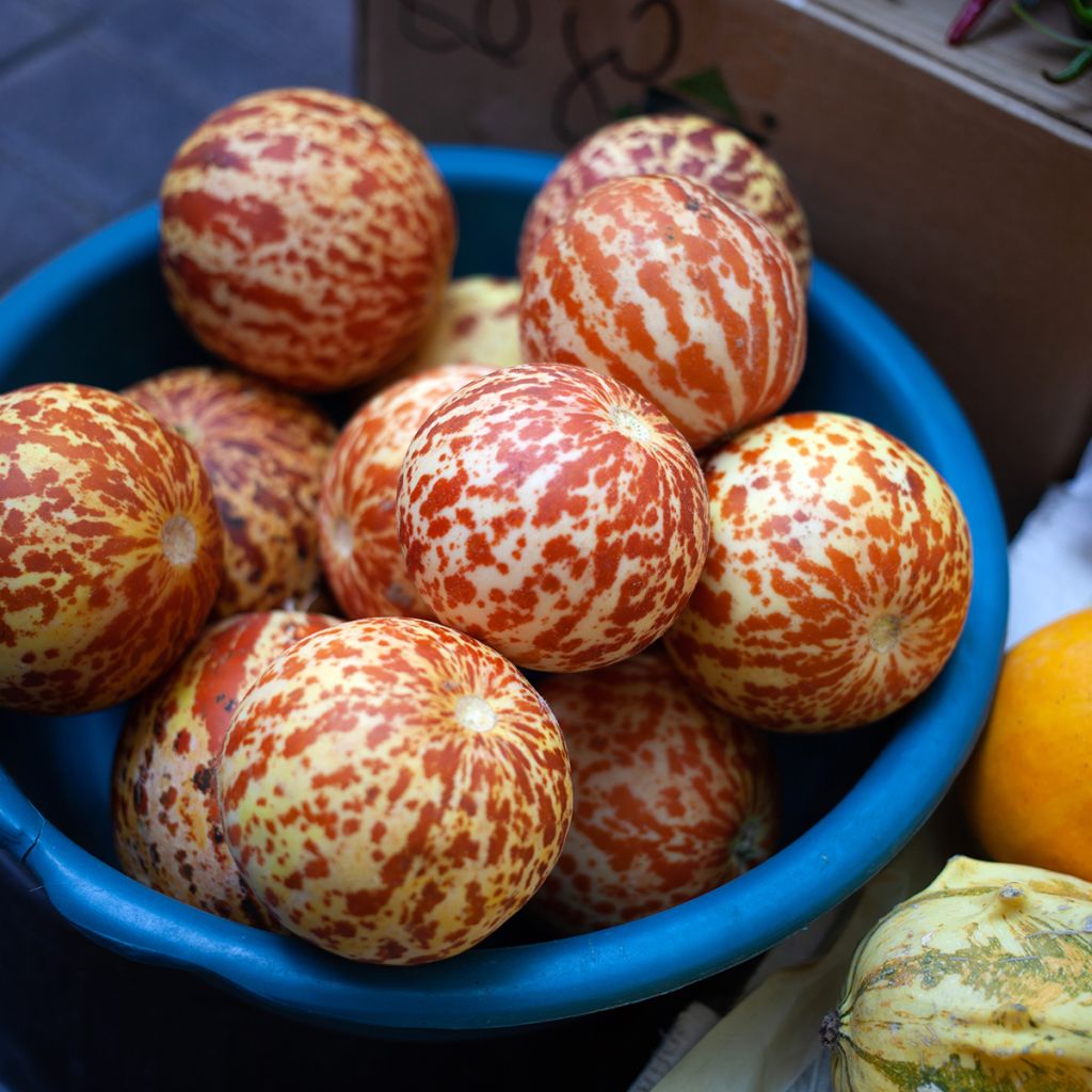 Graines de Melon de poche Queen Anne's Pocket