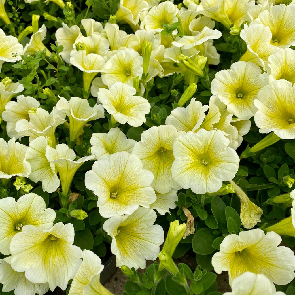 Graines de Pétunia Limoncello F1