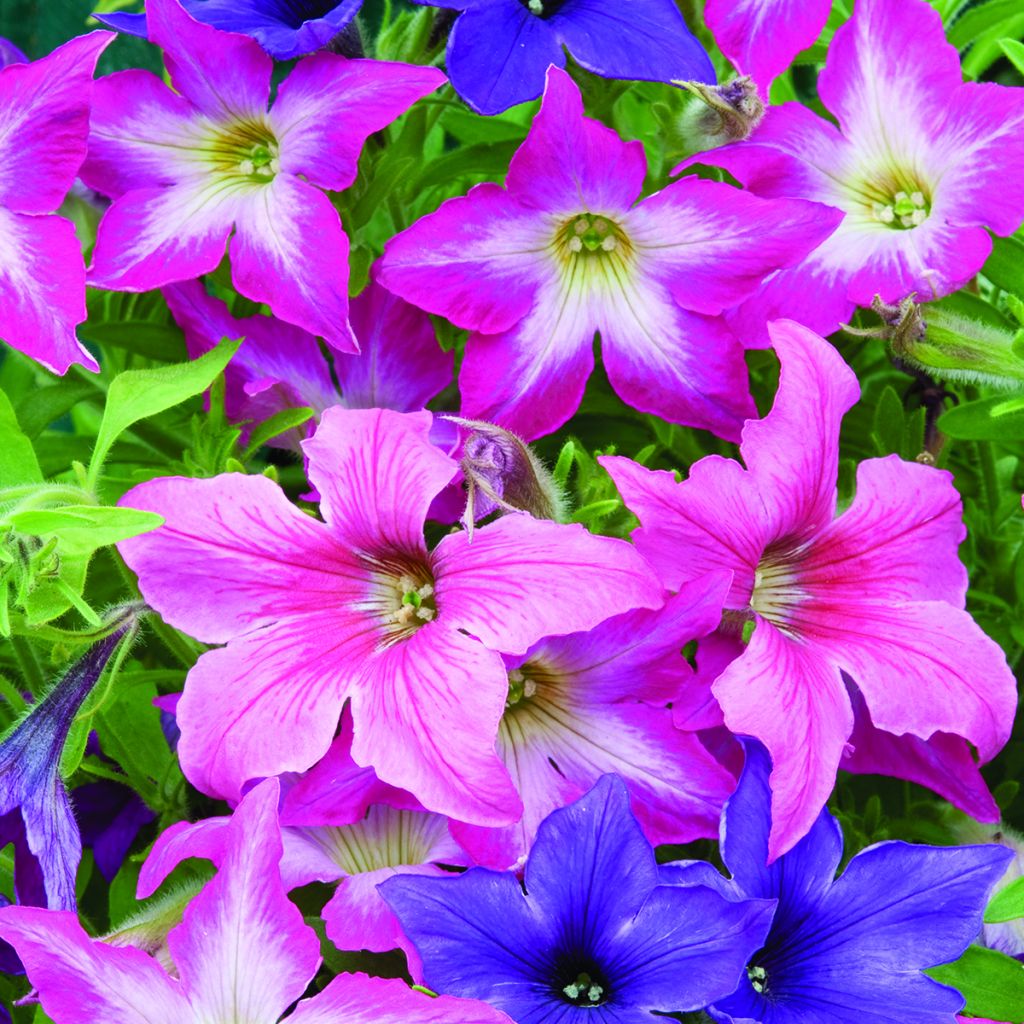 Graines de Pétunia Sparklers 