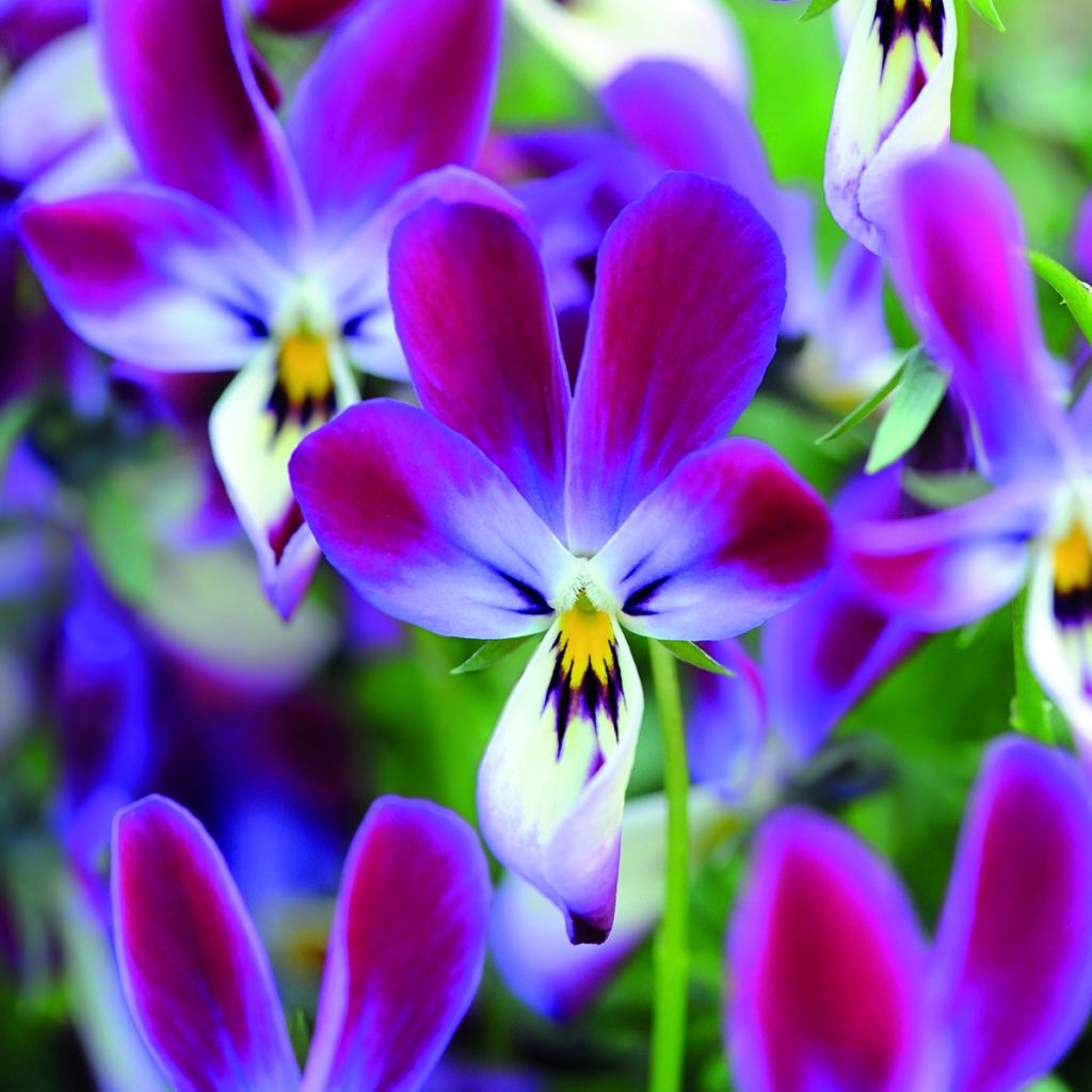 Graines de Viola Bunny Ears (Oreilles de Lapin)