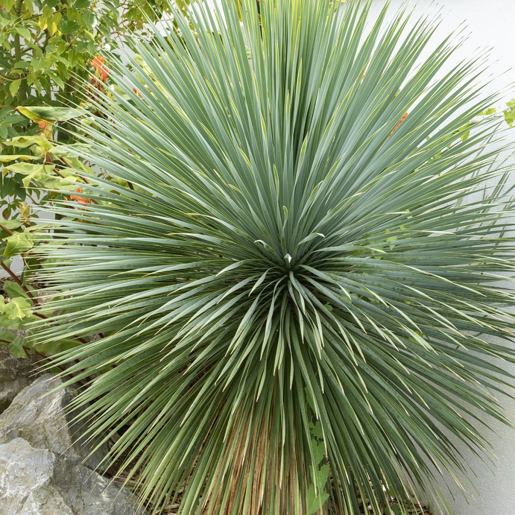 Graines de Yucca bleu - Yucca rostrata