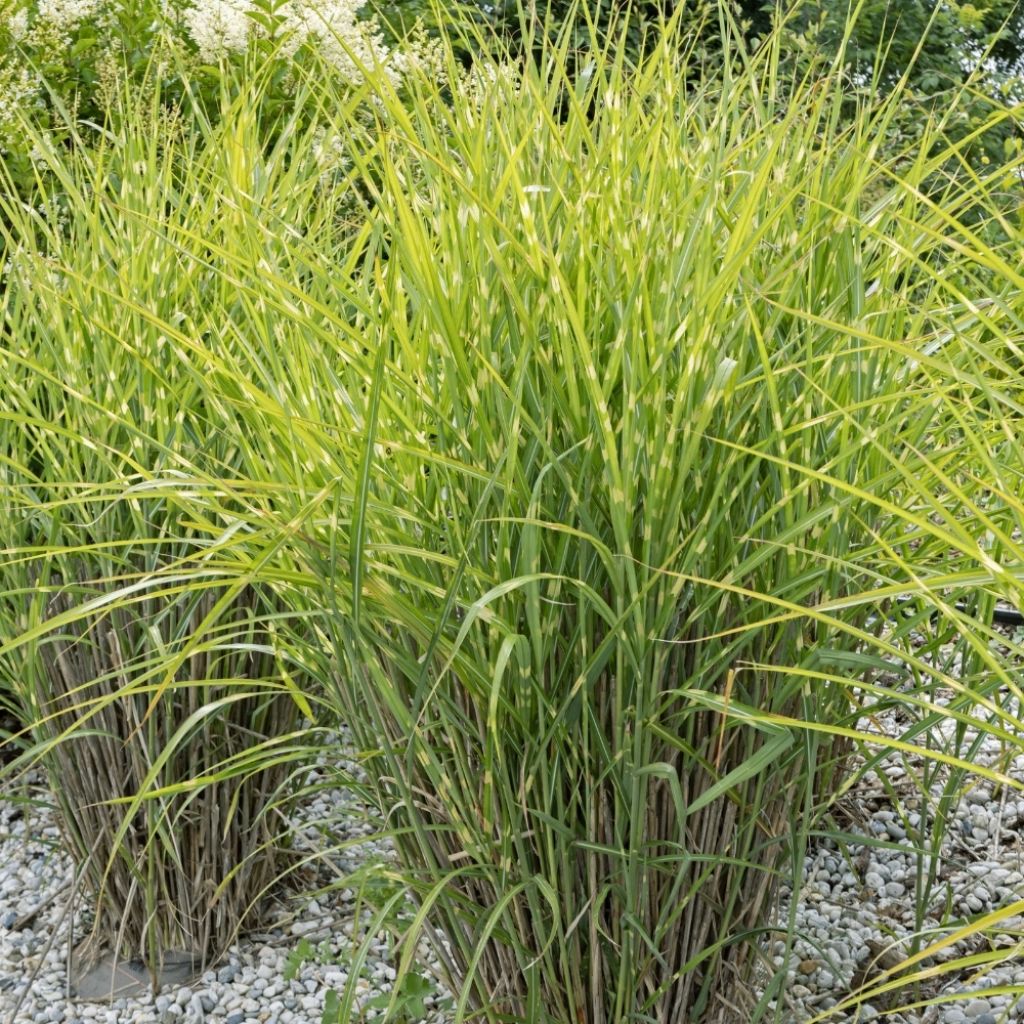 Miscanthus sinensis Zebrinus - Roseau de Chine