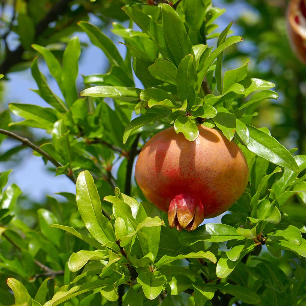 Grenadier à fruits - Punica granatum Favorite