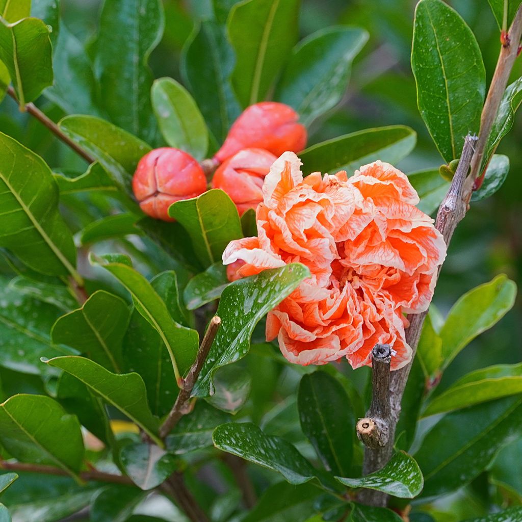 Grenadier à fleurs - Punica granatum California Sunset