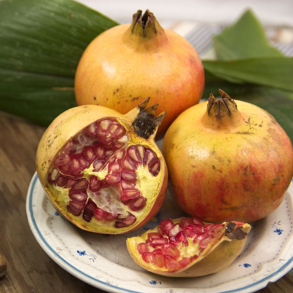 Grenadier à fruits - Punica granatum Mollar de Elche