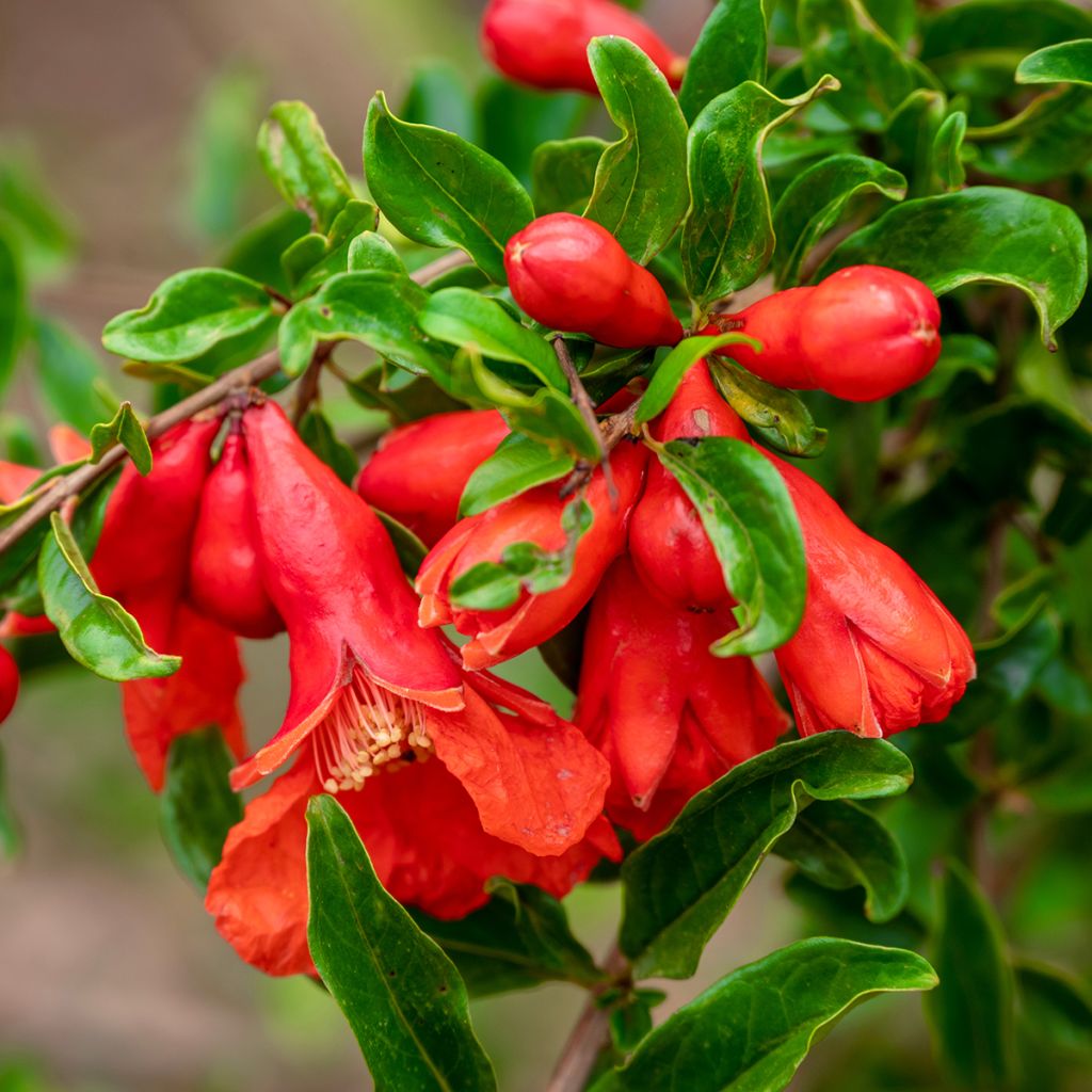 Grenadier à fruits - Punica granatum