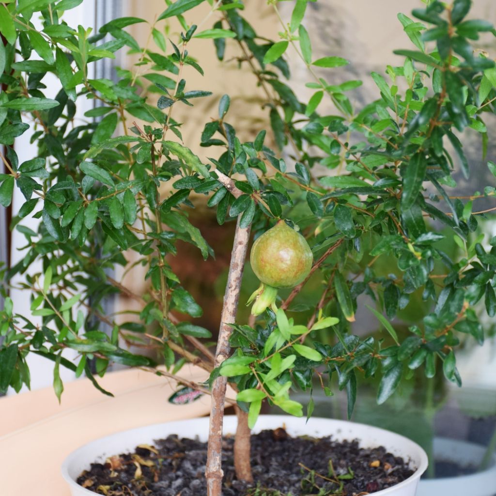 Punica granatum Nana - Grenadier nain 