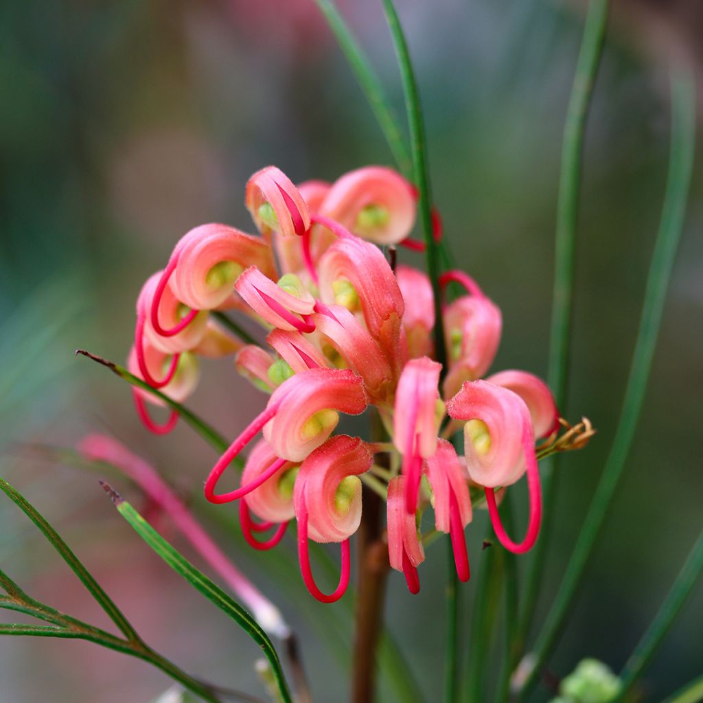 Grevillea johnsonii