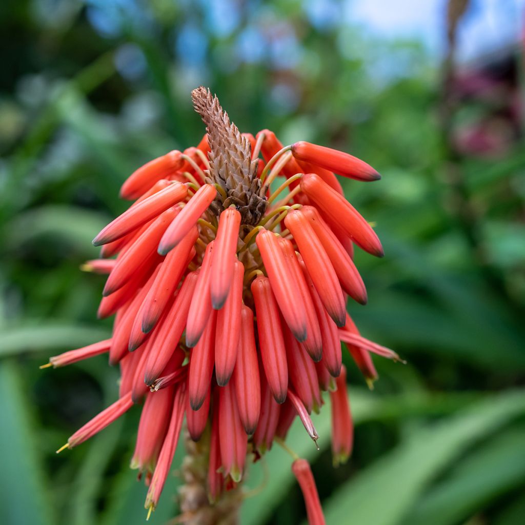 Grevillea victoriae