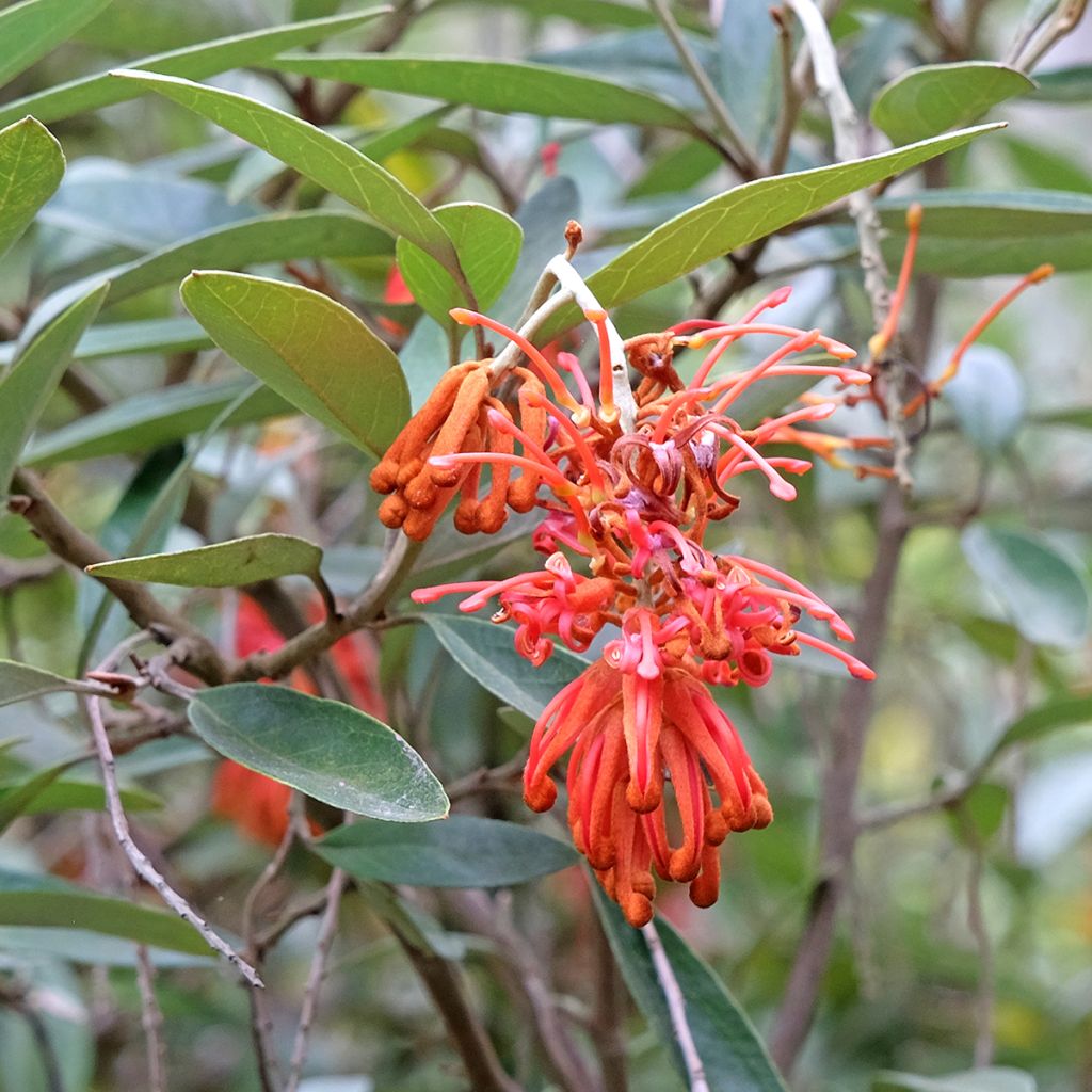 Grevillea victoriae