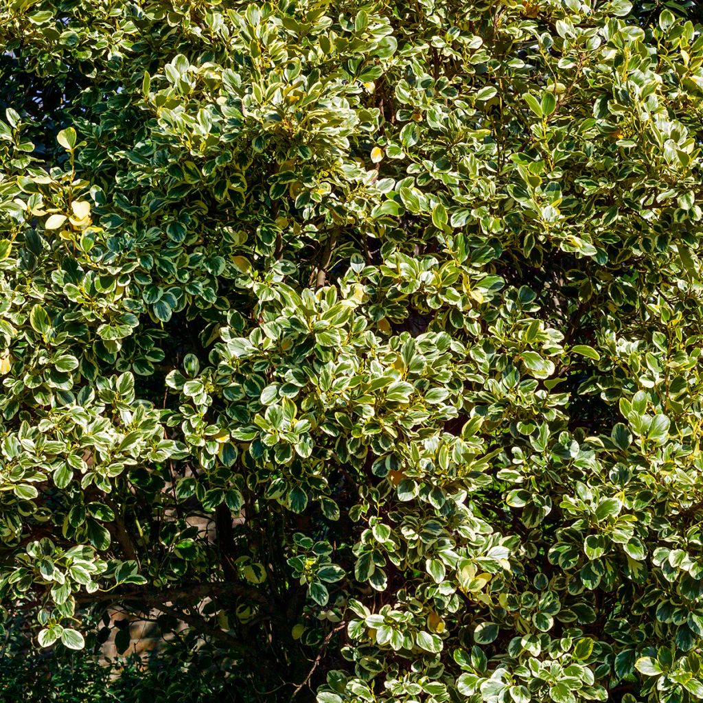 Griselinia littoralis Green Jewel - Griseline du littoral