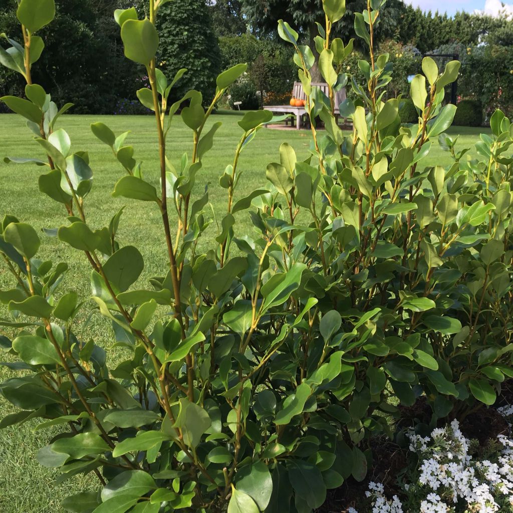 Griselinia littoralis Redge - Arbuste persistant de haie résistant aux embruns