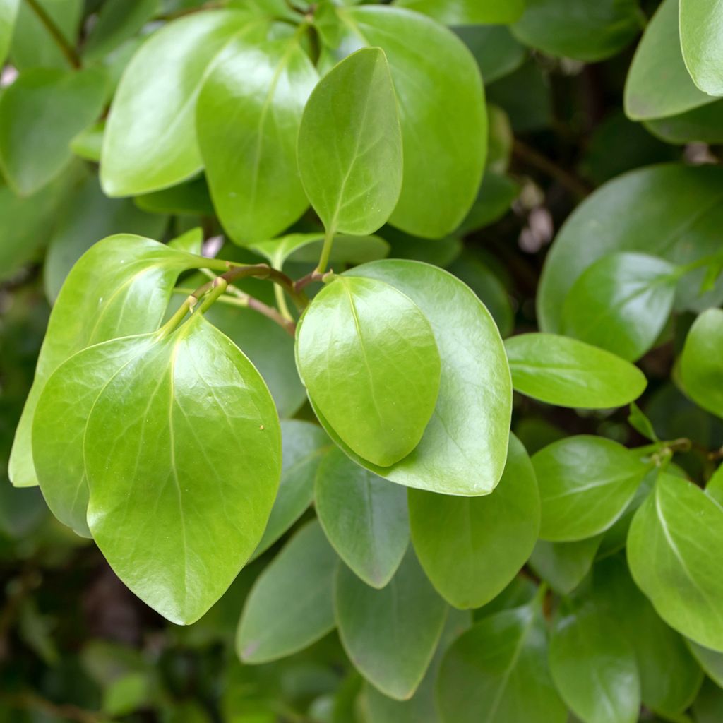 Griselinia littoralis