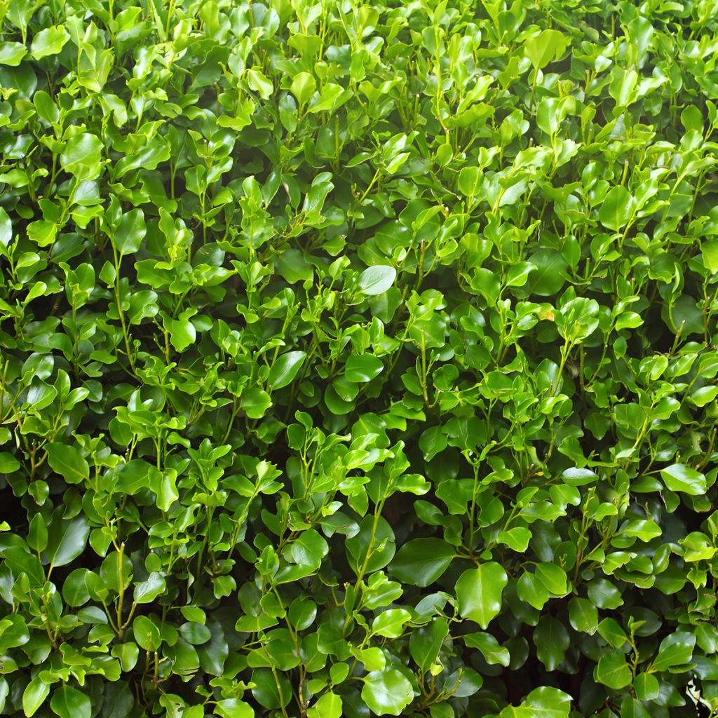 Griselinia lucida - Griselinie luisante