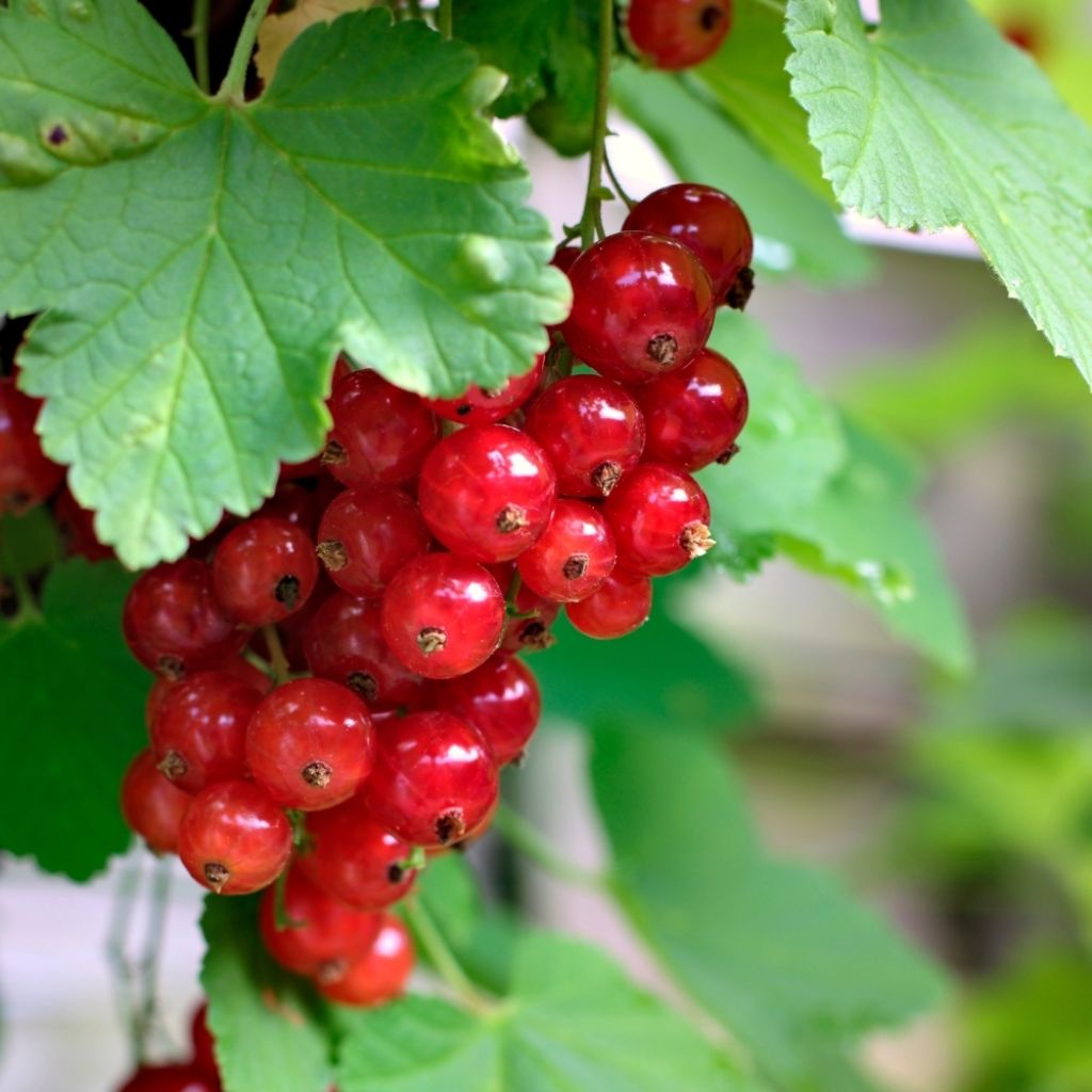 Groseillier à grappes rouges Versaillaise - Ribes rubrum