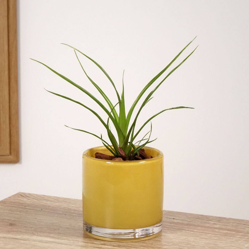 Guzmania Alerta