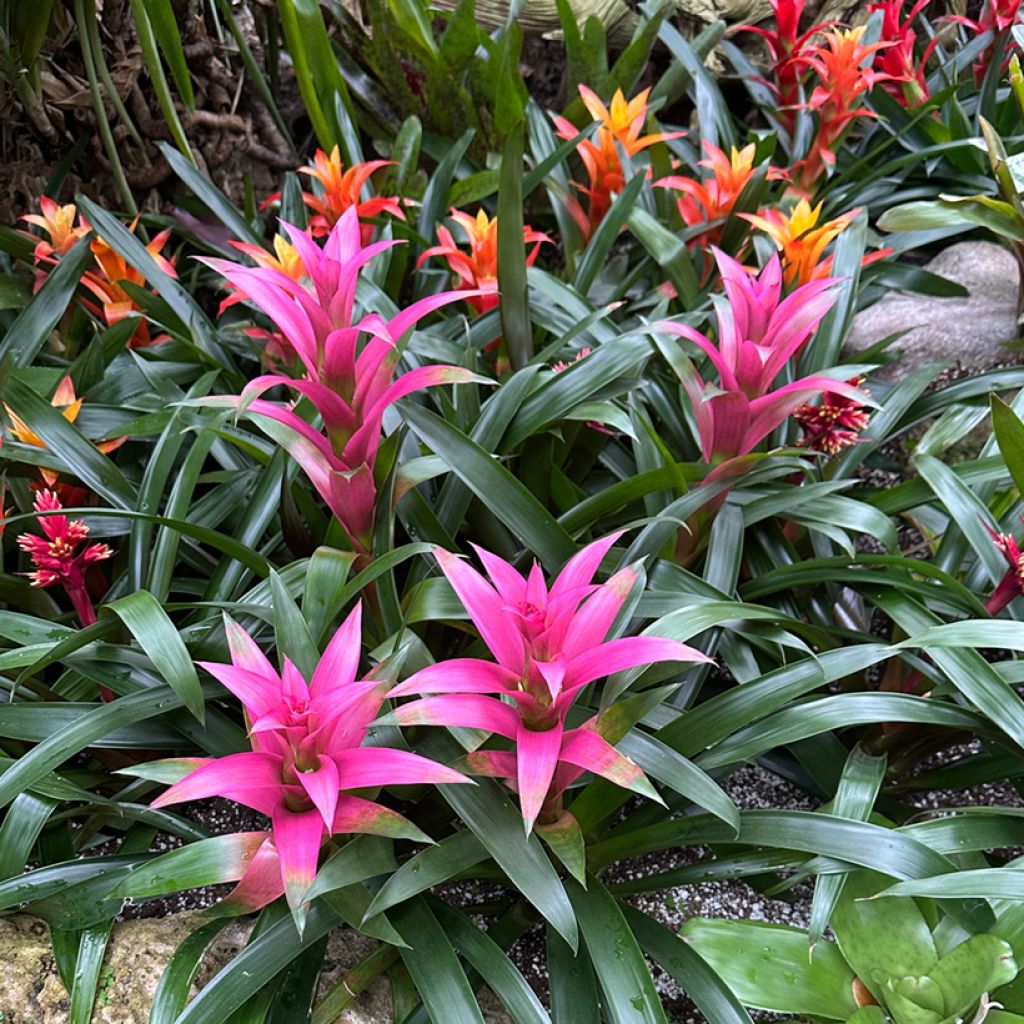 Guzmania Alerta