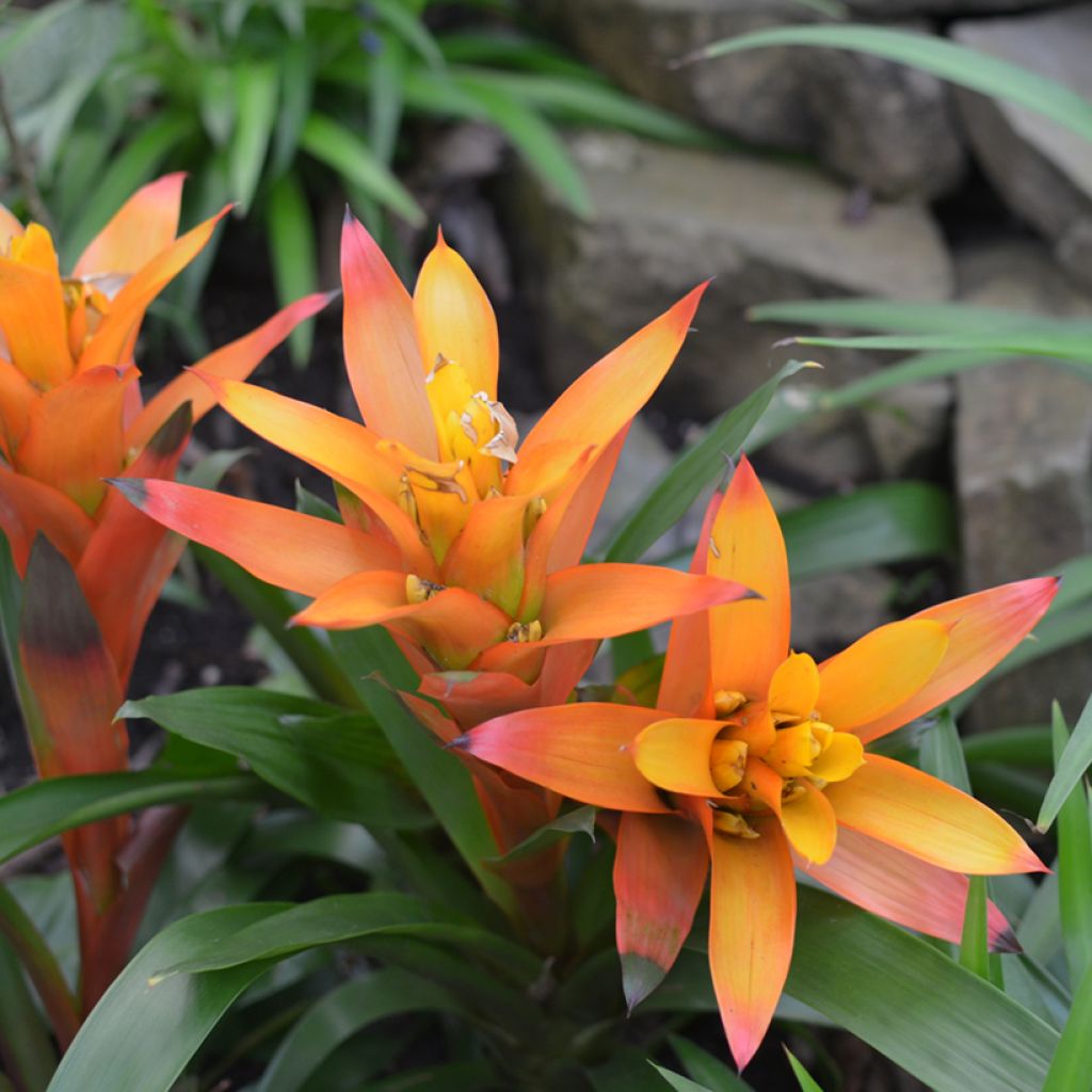 Guzmania Flava