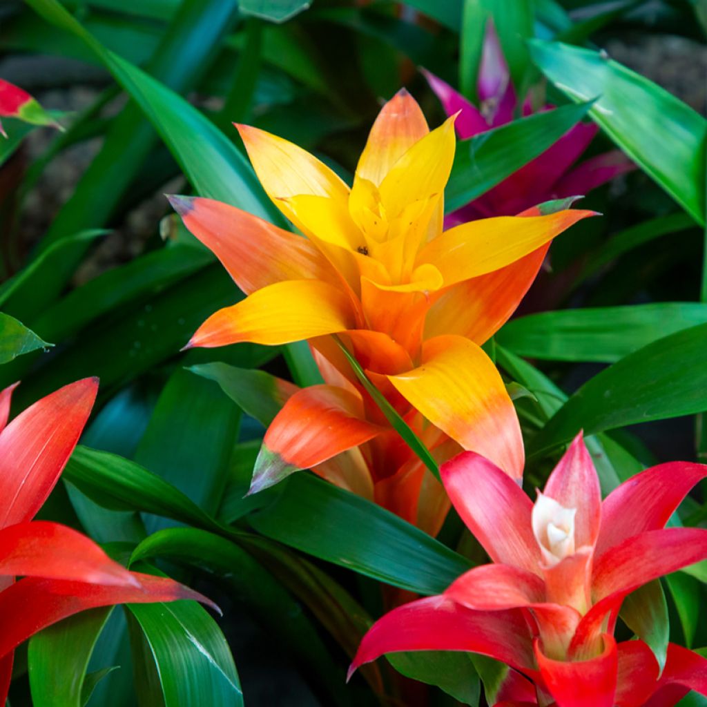Guzmania Flava