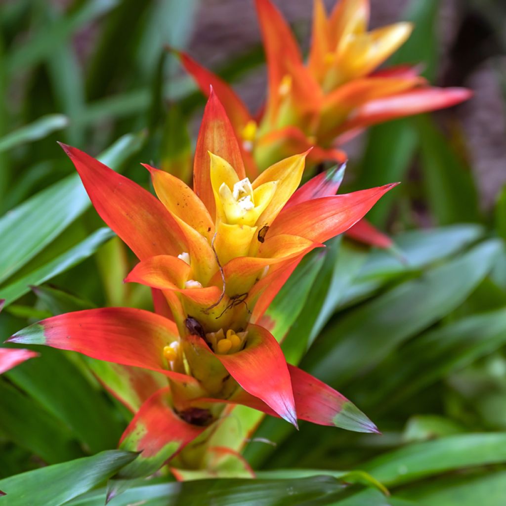 Guzmania Flava