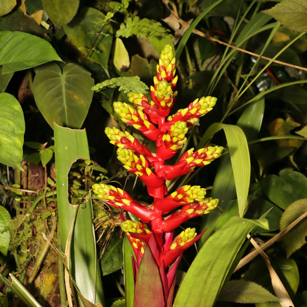 Guzmania Loja