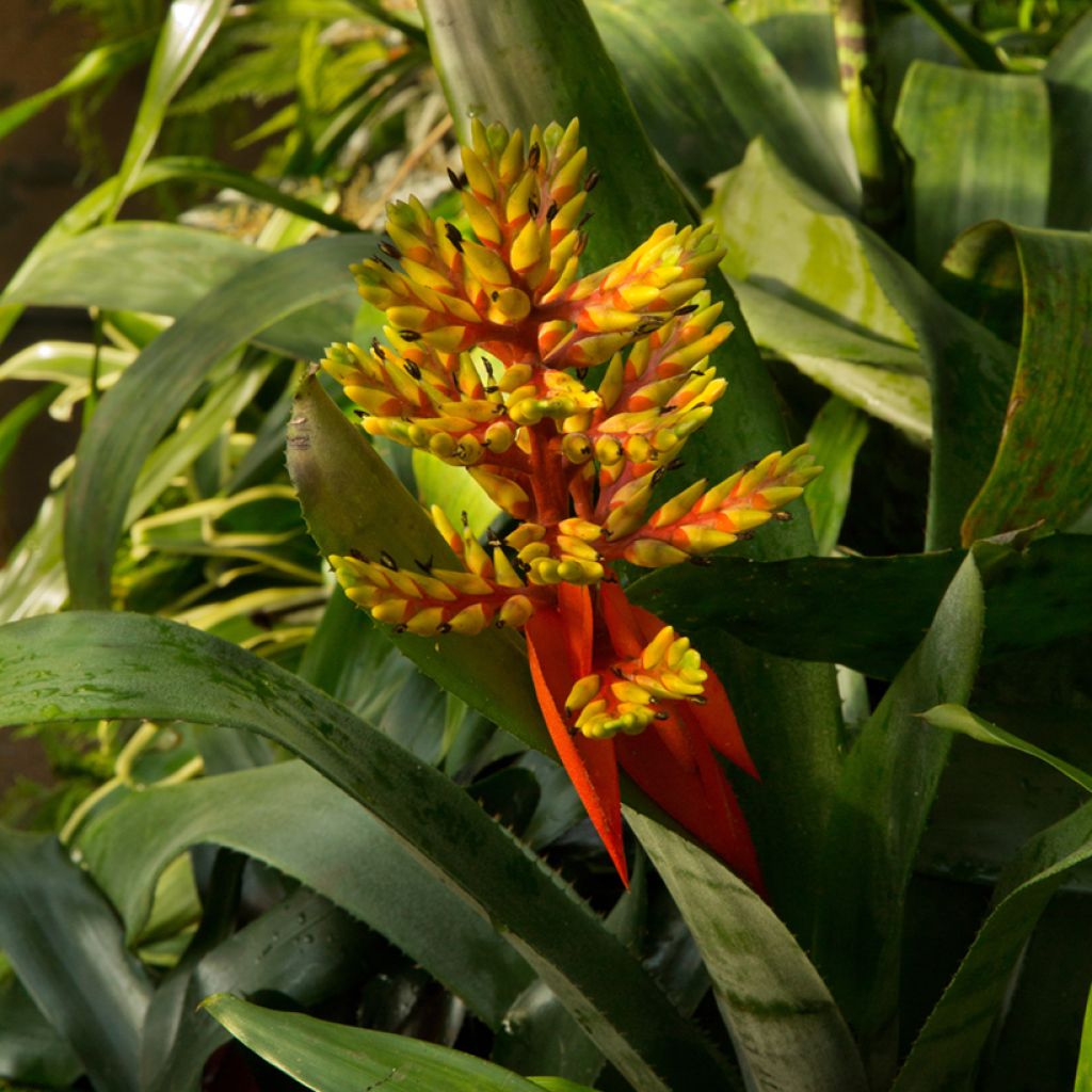 Guzmania Loja