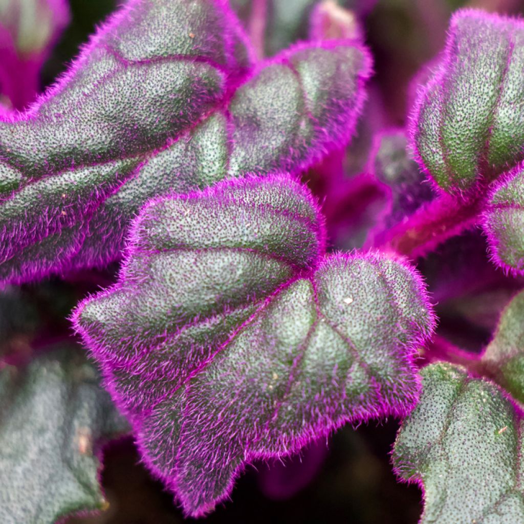 Gynura aurantiaca - Plante-velours