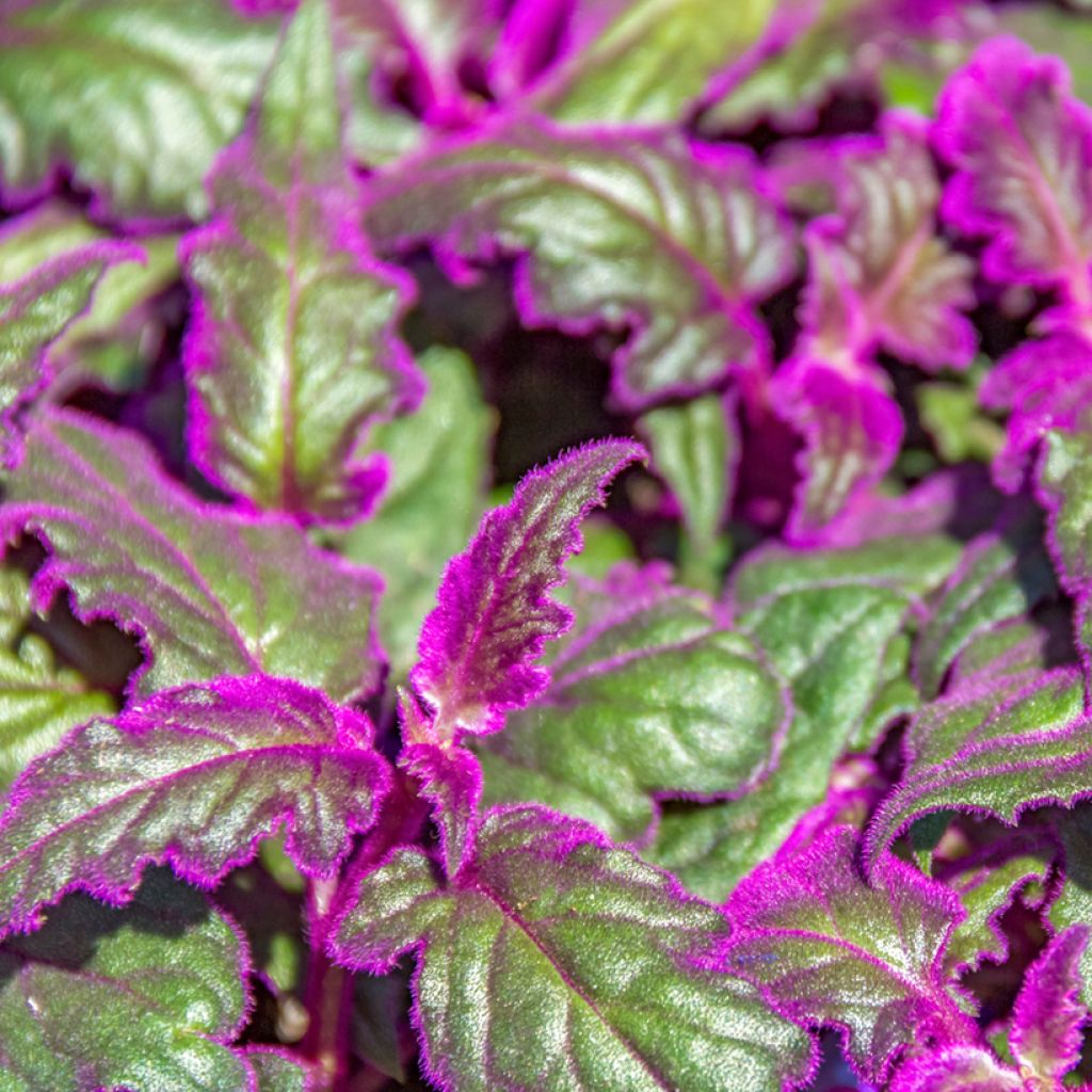Gynura aurantiaca - Plante-velours