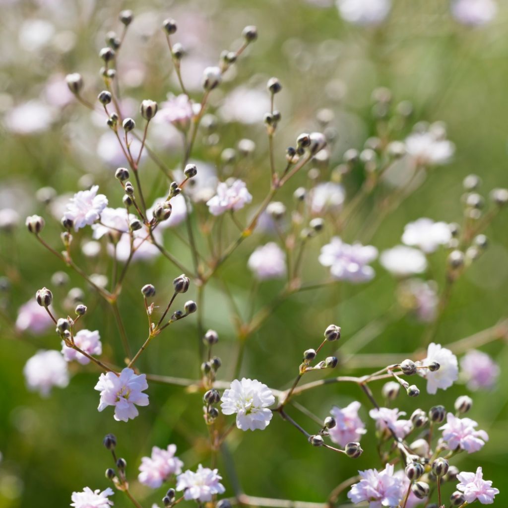 Gypsophila paniculata flamingo