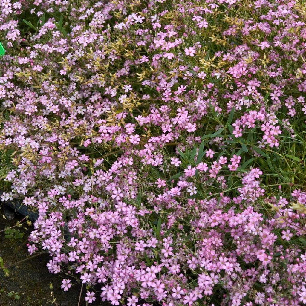 Gypsophila repens Rosa Schönheit - Gypsophile rampant