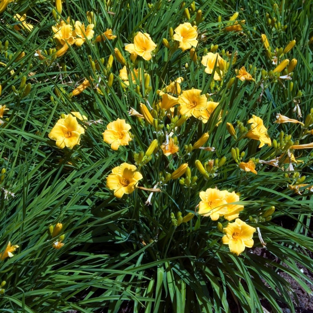 Hémérocalle Stella de Oro - Lis d'un Jour jaune