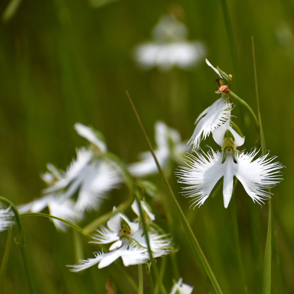 Habenaria radiata - Orchidée colombe