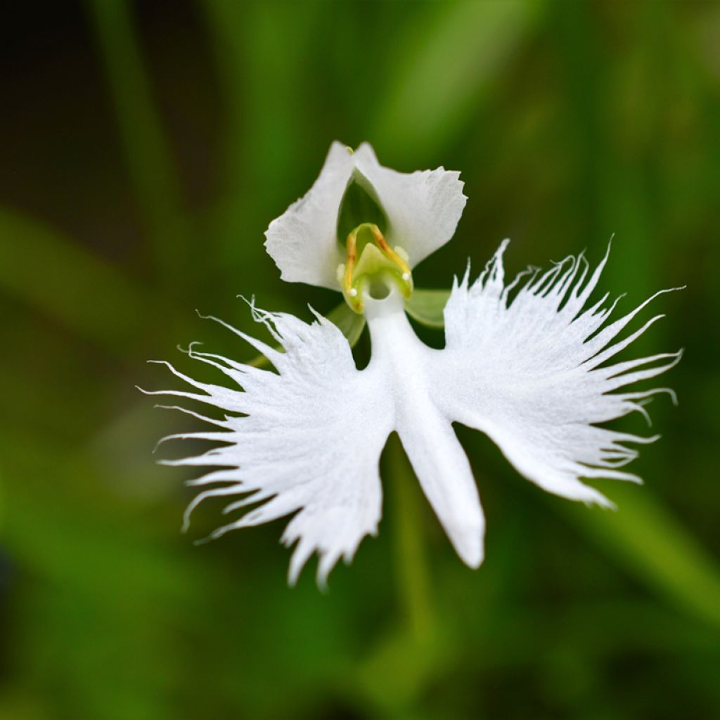 Habenaria radiata - Orchidée colombe