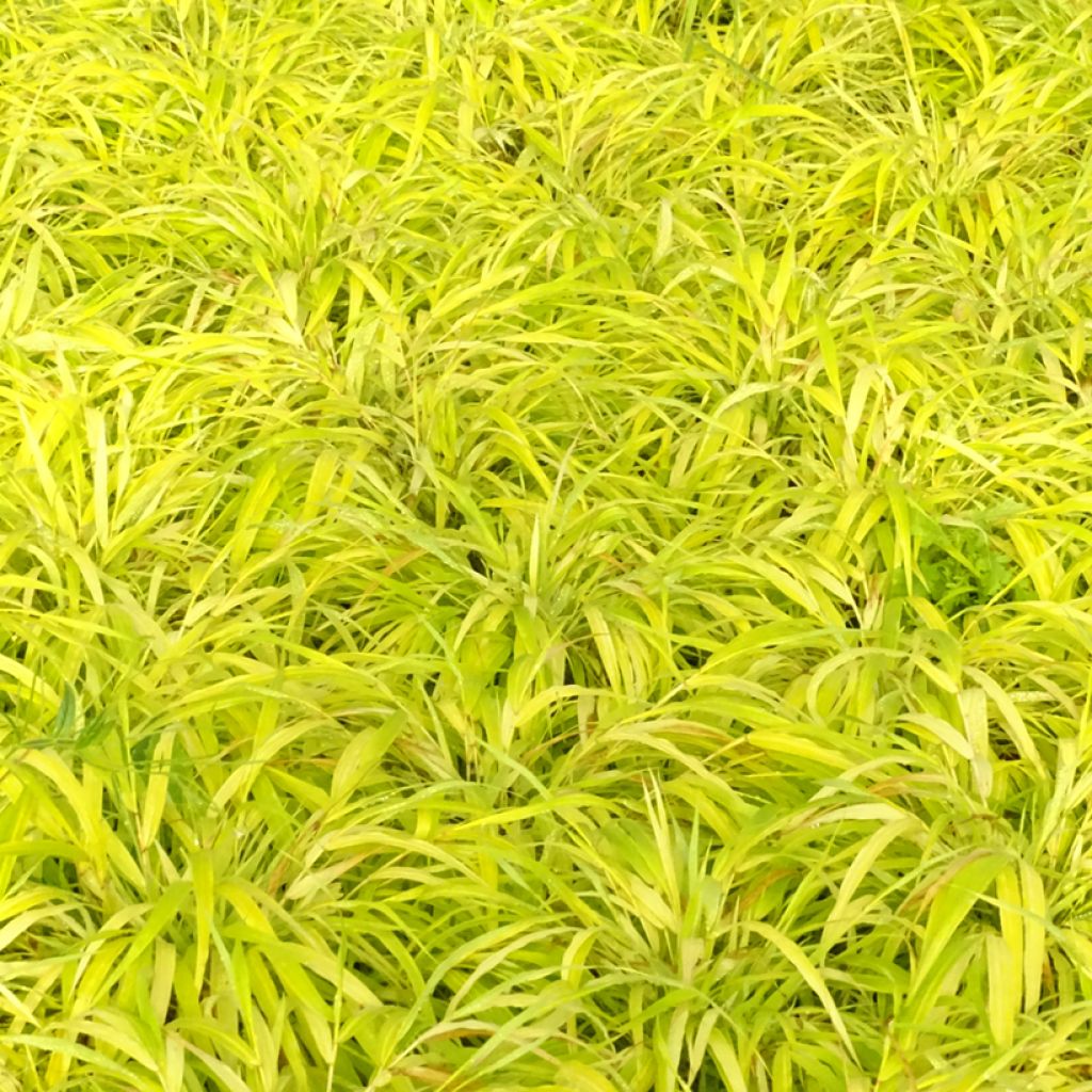 Hakonechloa macra Sunflare - Herbe du Japon