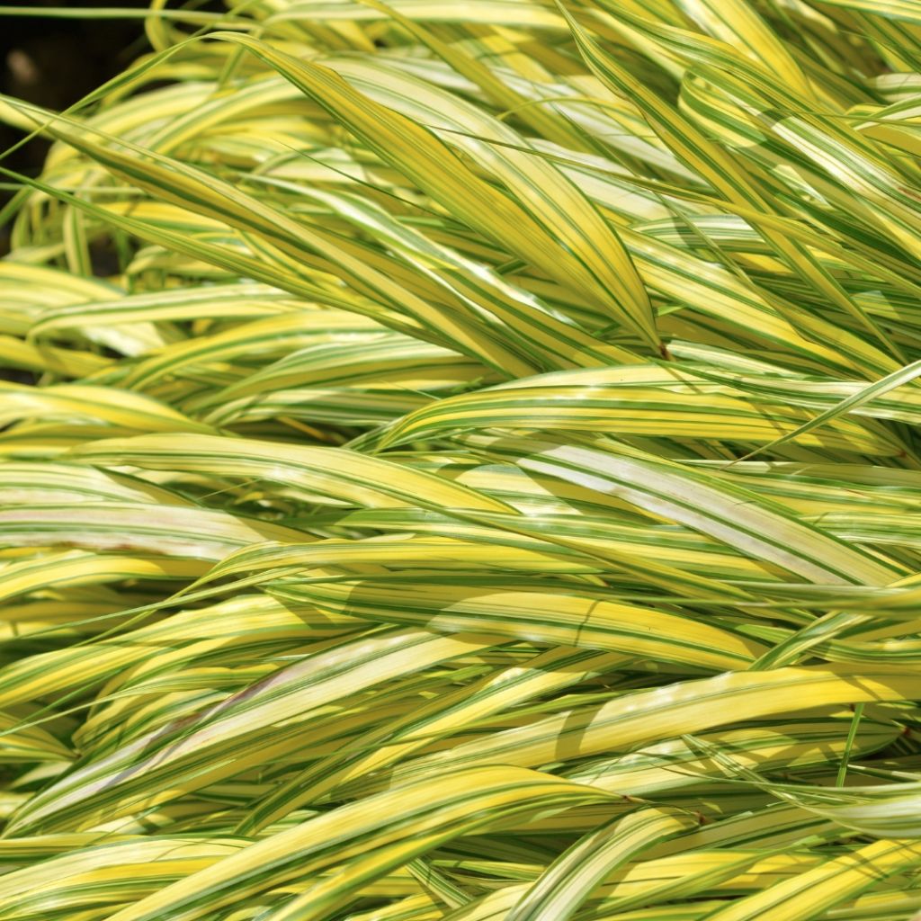 Herbe du Japon - Hakonechloa macra Aureola